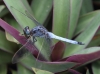 J17_3015 Orthetrum glaucum male